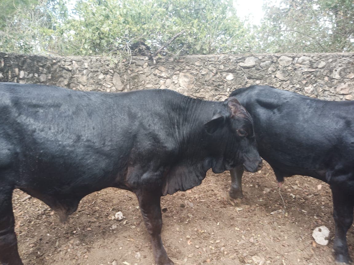 Cruza Bos taurus (fenotipo tipo Angus/Brangus)