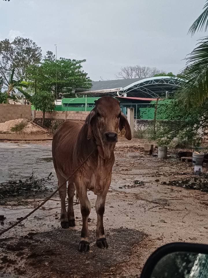 Cruza Brahman Comercial