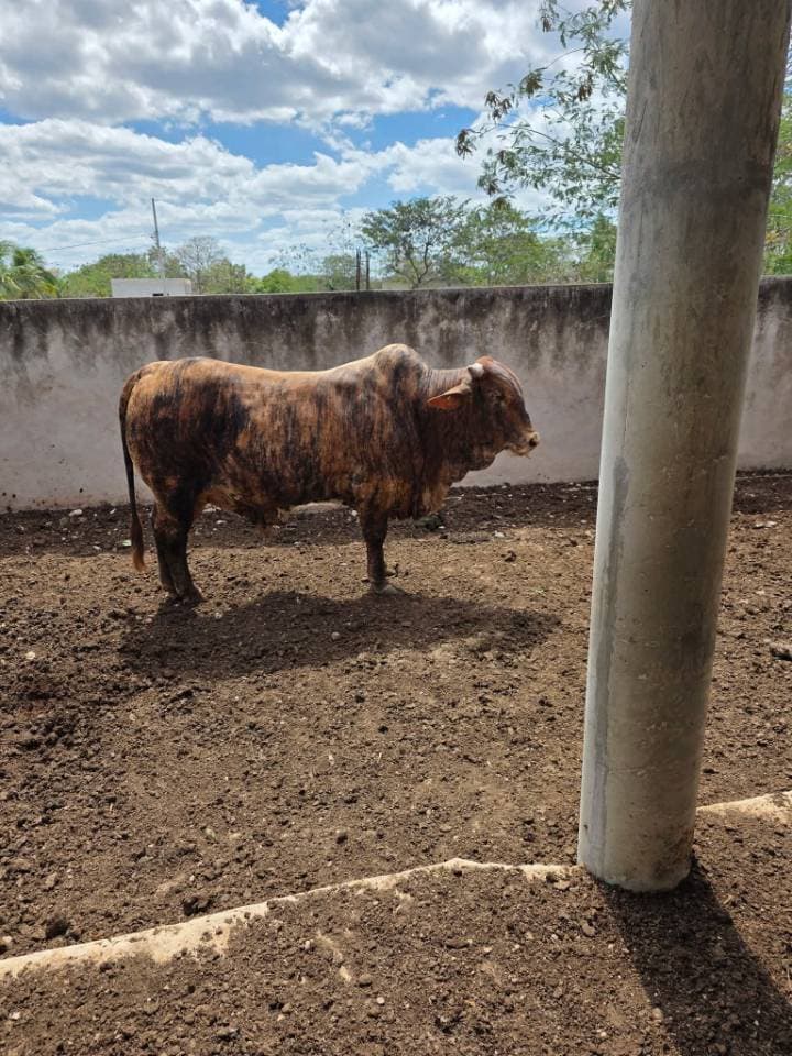 Cruza Cebú (Patrón Sardo/Tigrado)