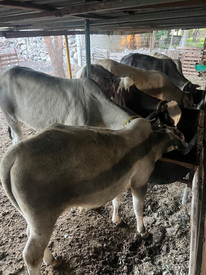 Cruza Cebú (Indicus) comercial