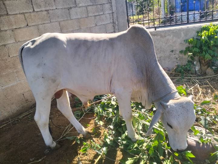 Cebú / Brahman Blanco