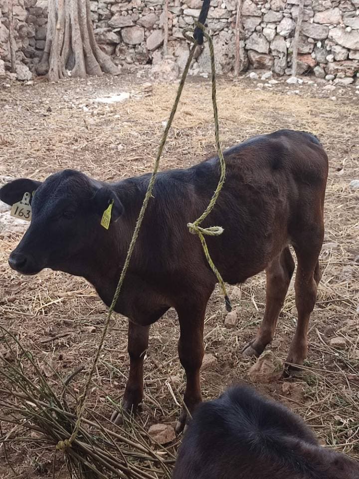Cruza de Suizo con Cebú (Fenotipo Tropical)