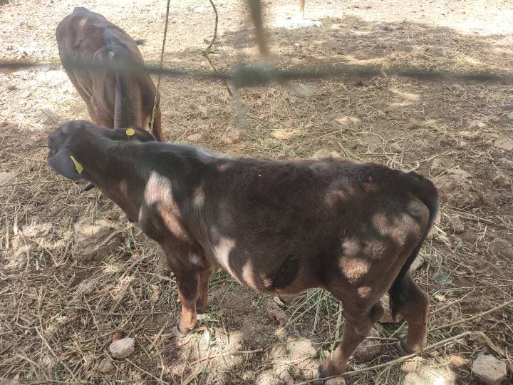 Cruza cebuina (Brahman/Indubrasil)