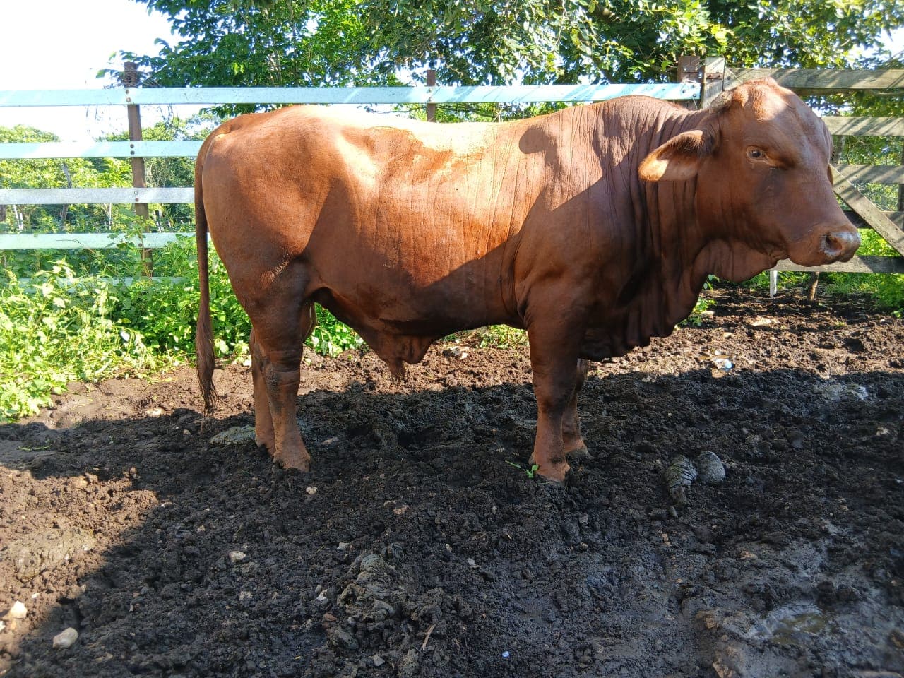 Cebú Rojo (Cruza Brahman/Senepol)