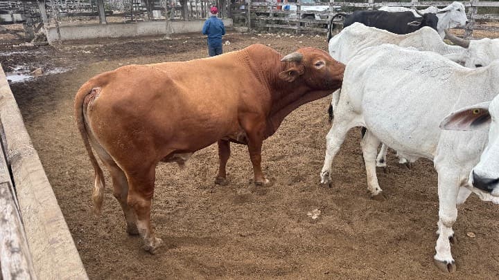 Cruce Senepol / Zebu