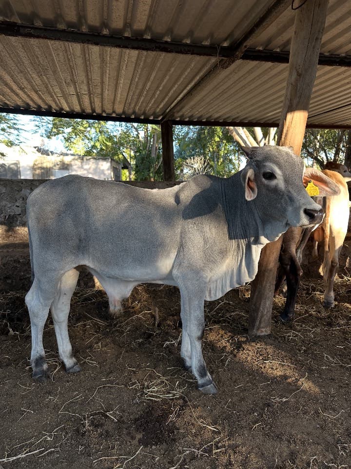 Brahman