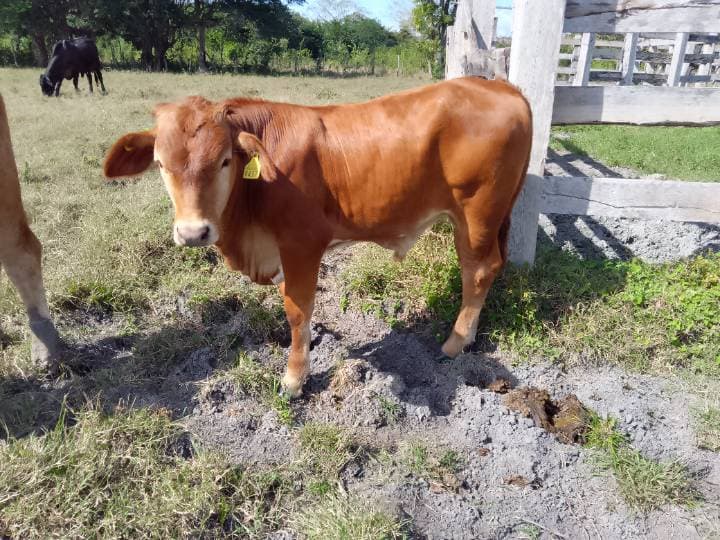 Cebú-Europeo (Cruza tipo Santa Gertrudis)