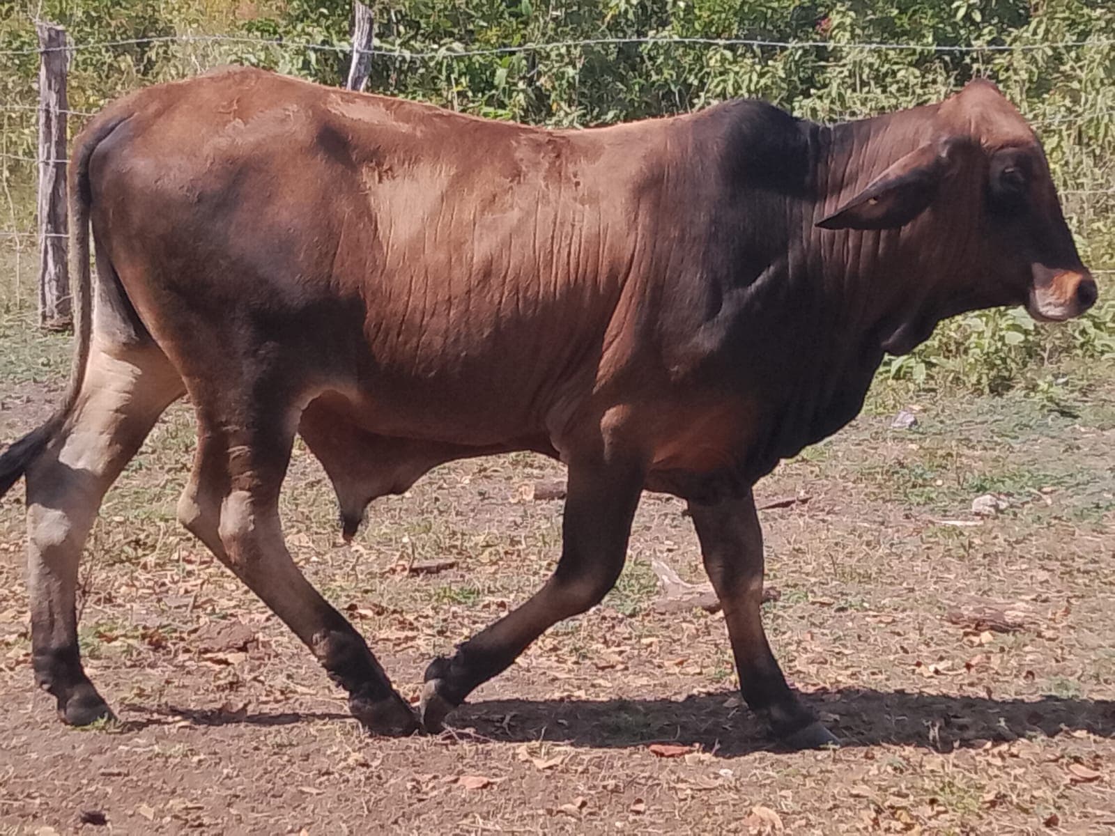 Cebú (Brahman comercial)