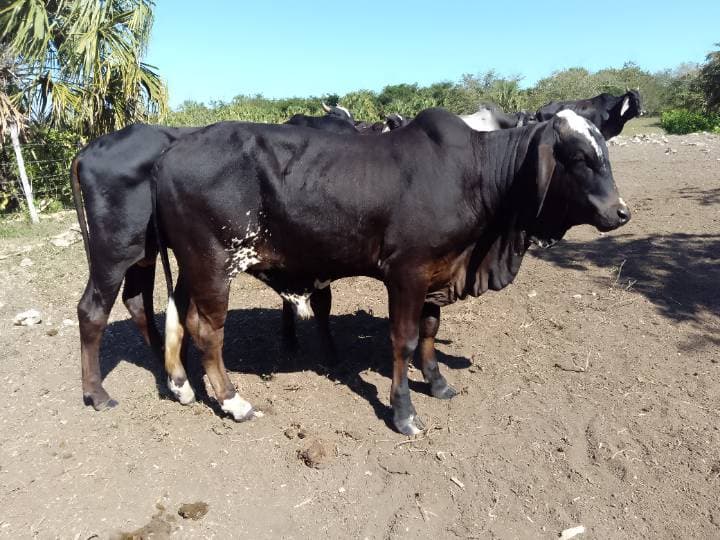 Brahman Comercial