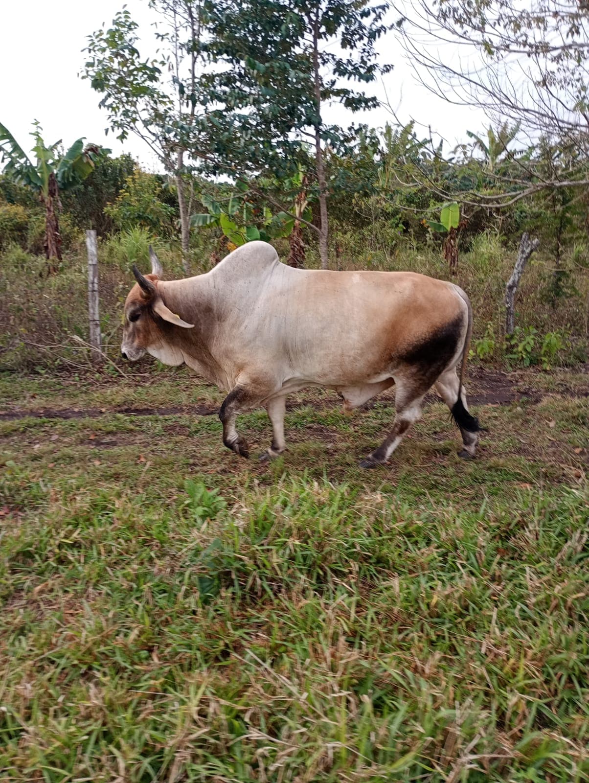 Brahman (Cebú)