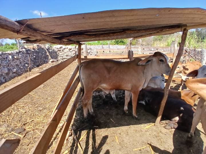 Cebú (Brahman) con cruza comercial