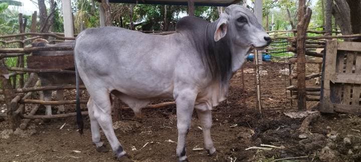 Brahman Gris