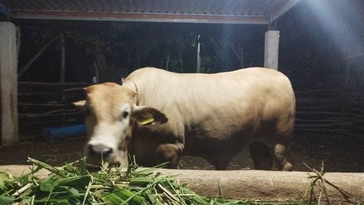 Cruza de Charolais con Cebú (Charbray)