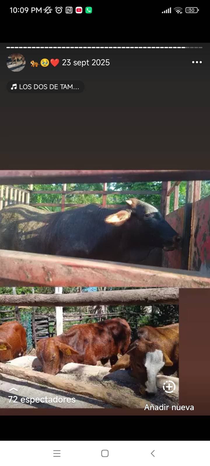 Cruza de Cebú con Suizo/Angus (Indobrasil/Comercial)