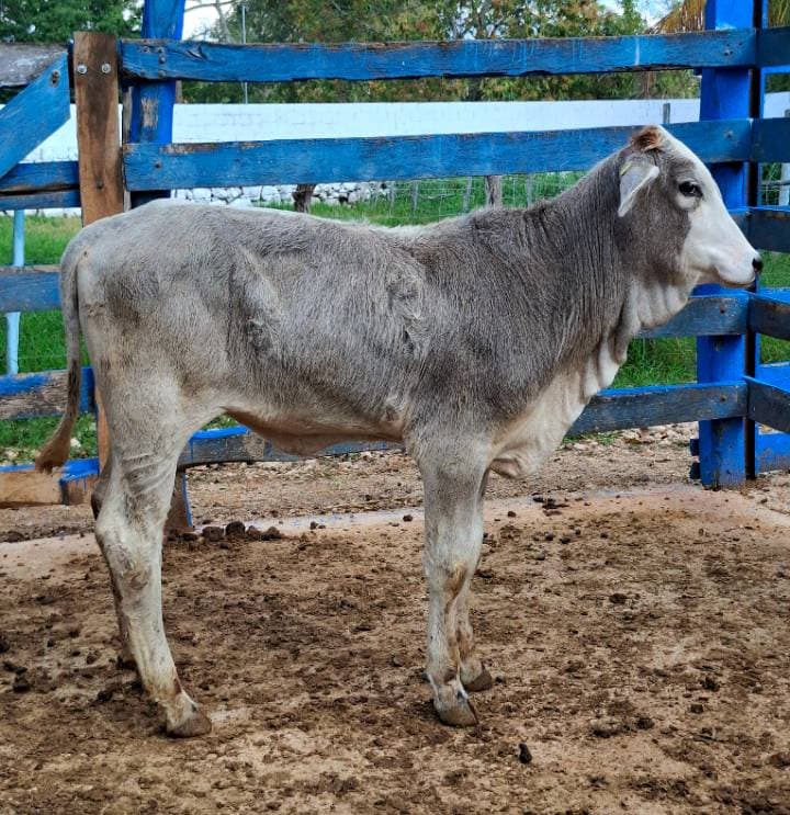 Cruza con influencia Cebú (posible Suizo-Cebú)