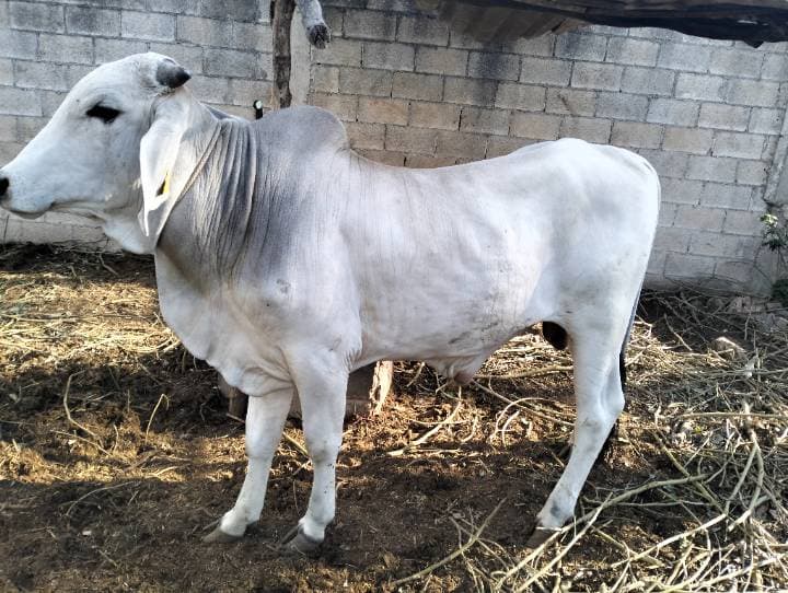 Brahman (Cebú)